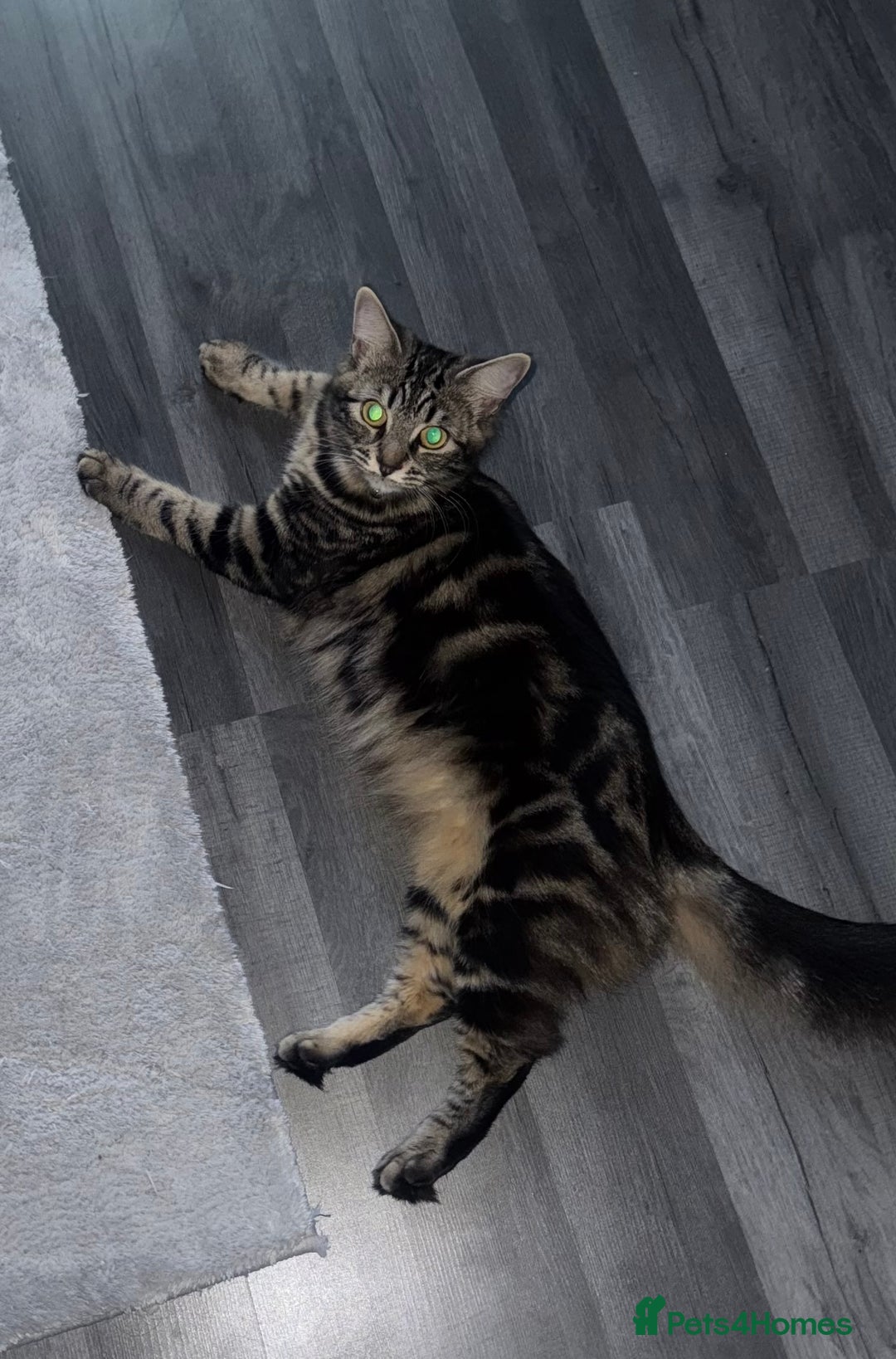 Mixed Breed cats for sale: 7 Gorgeous mixed kittens - Image 39