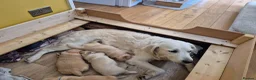 Golden Retriever dogs for sale: Golden Retriever Puppies for Loving Family Homes in Dorchester - Advert 5