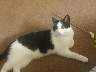 Mixed Breed cats Gregg - Advert 2