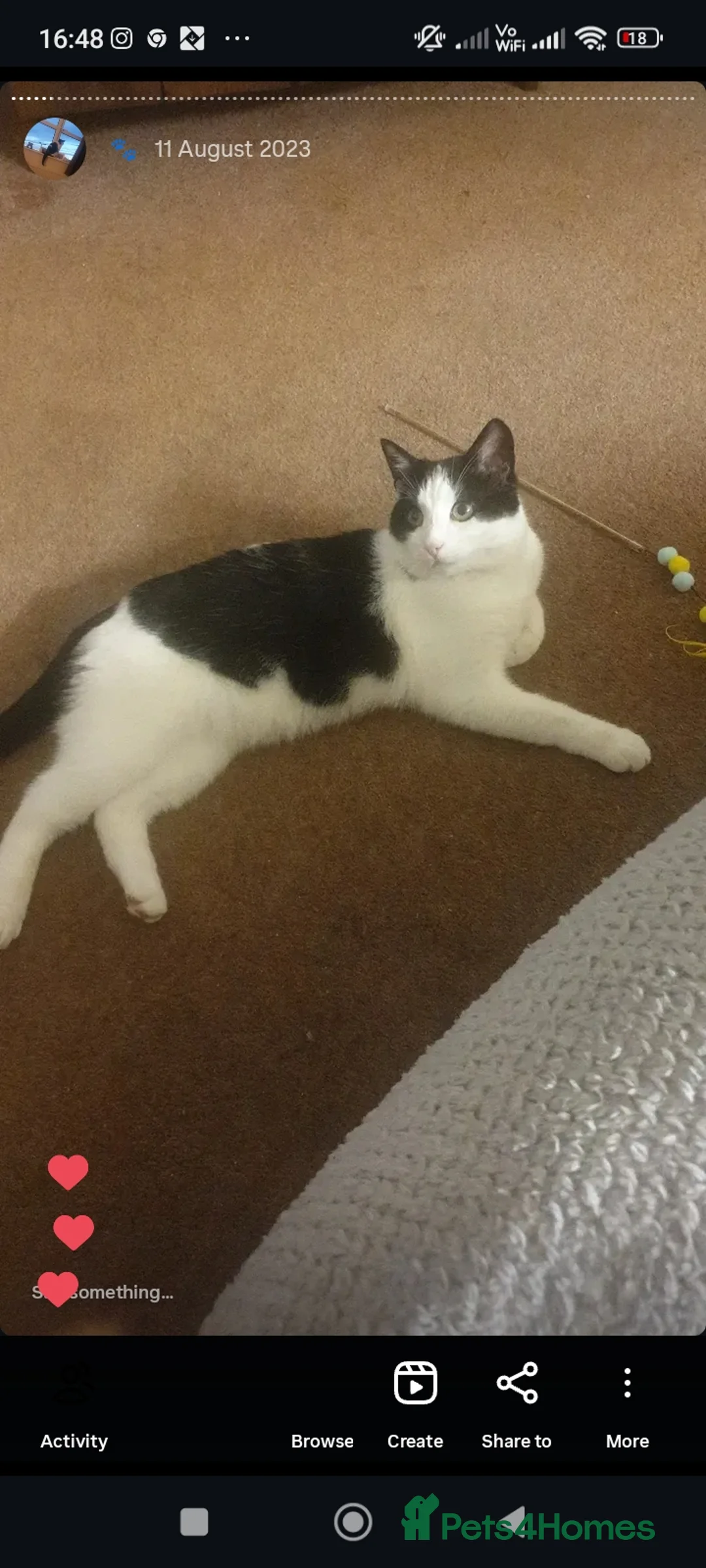 Mixed Breed cats for sale: Gregg  - Advert 1