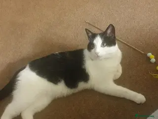 Mixed Breed cats Gregg - Advert 12