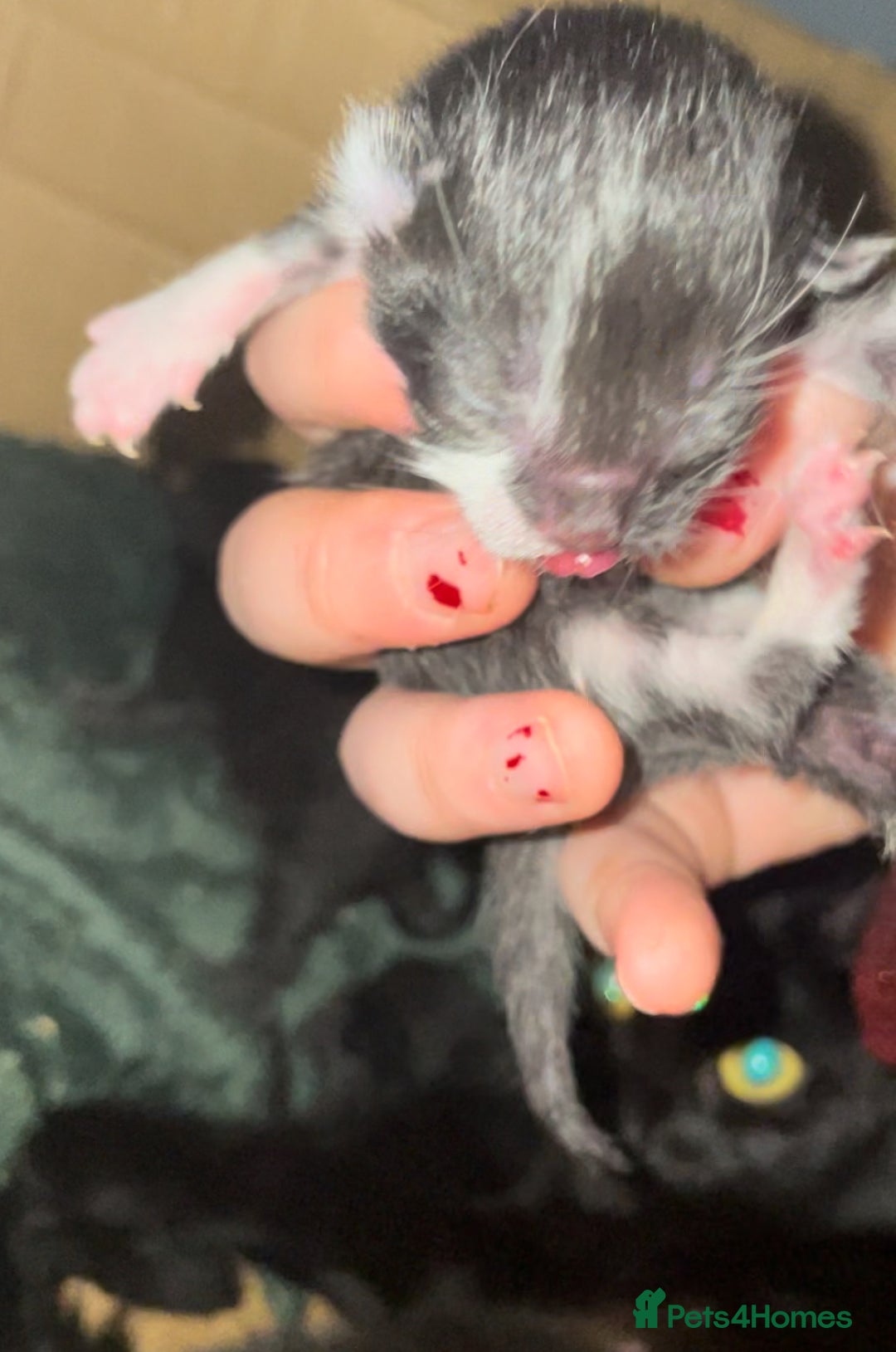 American Shorthair cats for sale: 3 kittens available October (tuxedo and black cat) - Image 3