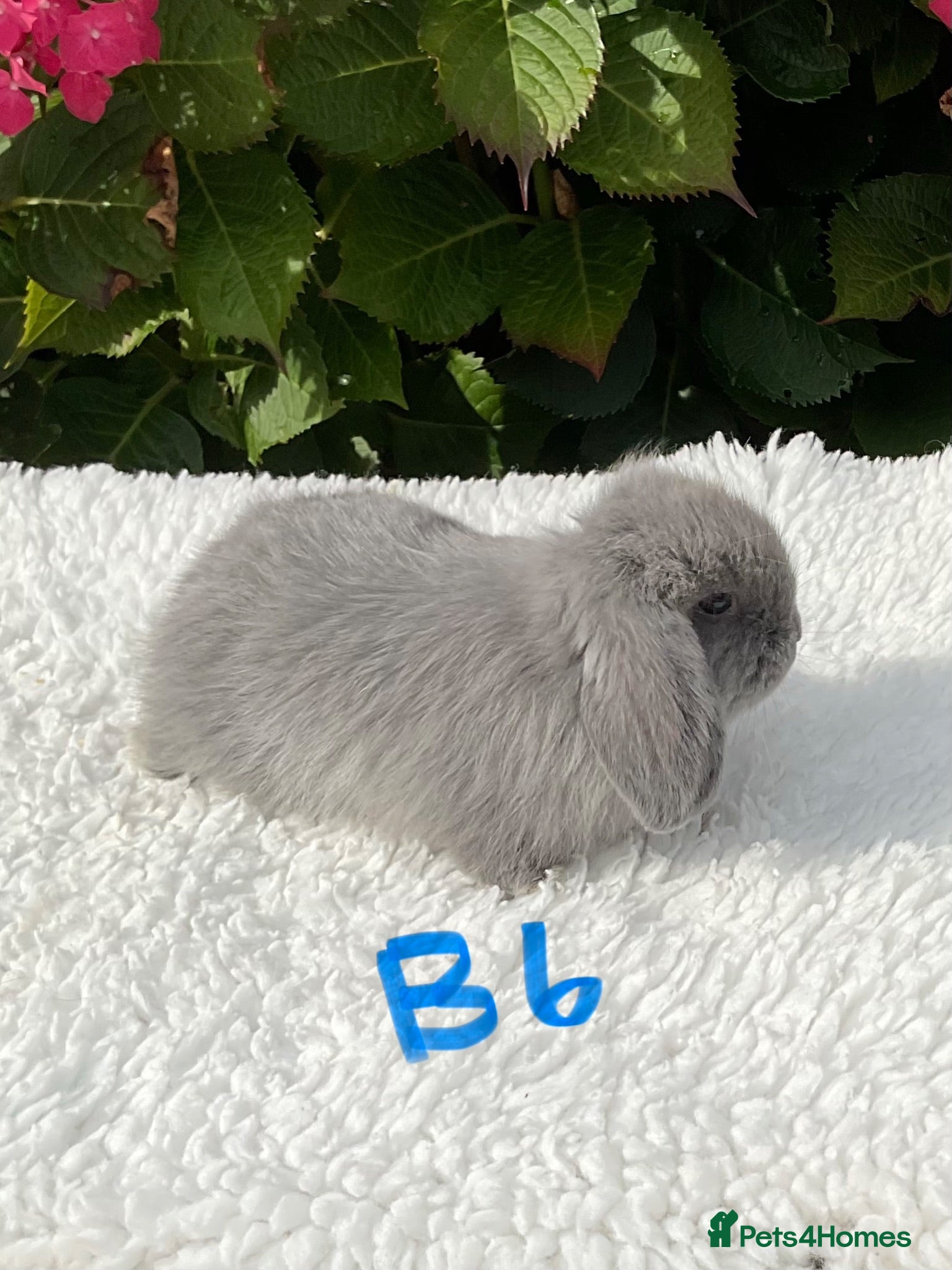 Mini Lop rabbits Pure bred mini lops baby rabbits . - Advert 2