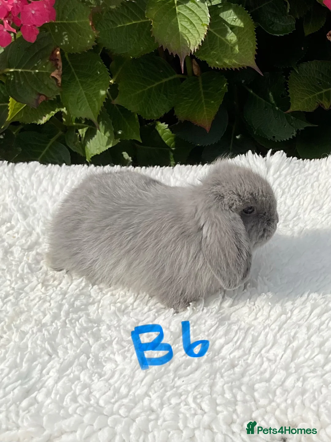 Mini Lop rabbits for sale: Pure bred mini lops baby rabbits . - Advert 2