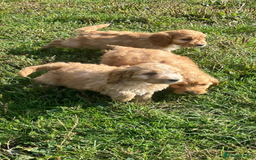 Cockapoo dogs for sale: Cockapoo puppies for sale - Image 6