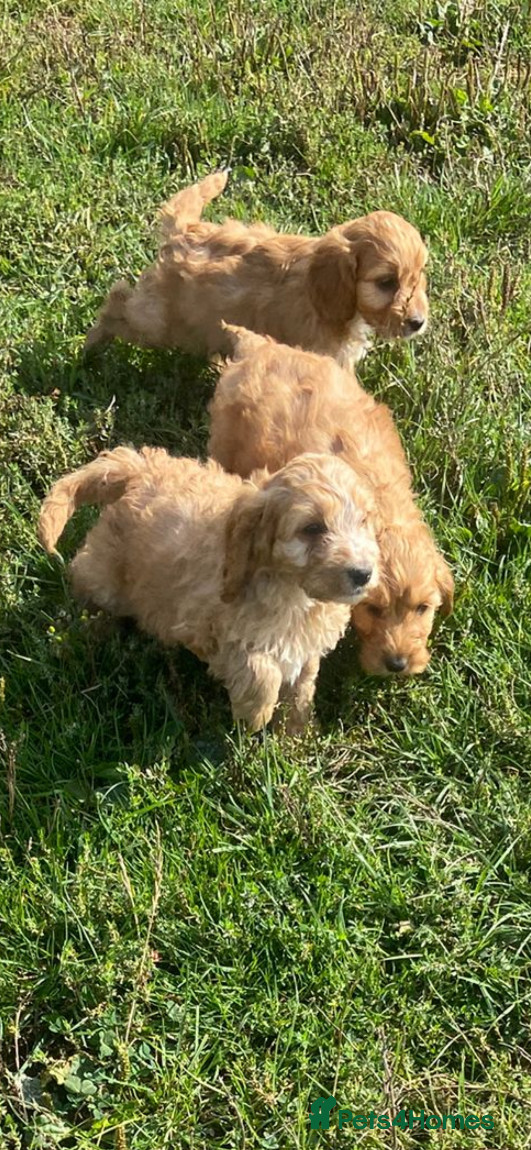 Cockapoo dogs for sale: Cockapoo puppies for sale - Image 6