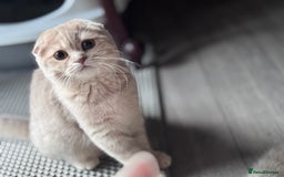 Scottish Fold cats for sale: Scottish fold and Scottish straight Tica pedigree  in Croydon - Image 6