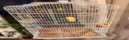 Budgerigars birds for sale: Budgies and cage  - Advert 5