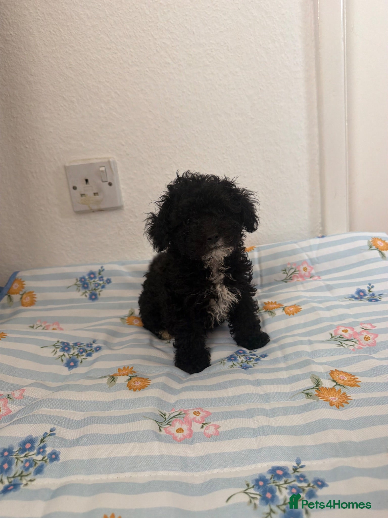 Maltipoo dogs (3 left) house trained toy Maltipoo Puppies  - Advert 1