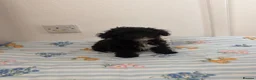 Maltipoo dogs for sale: (3 left) house trained toy Maltipoo Puppies  - Advert 1