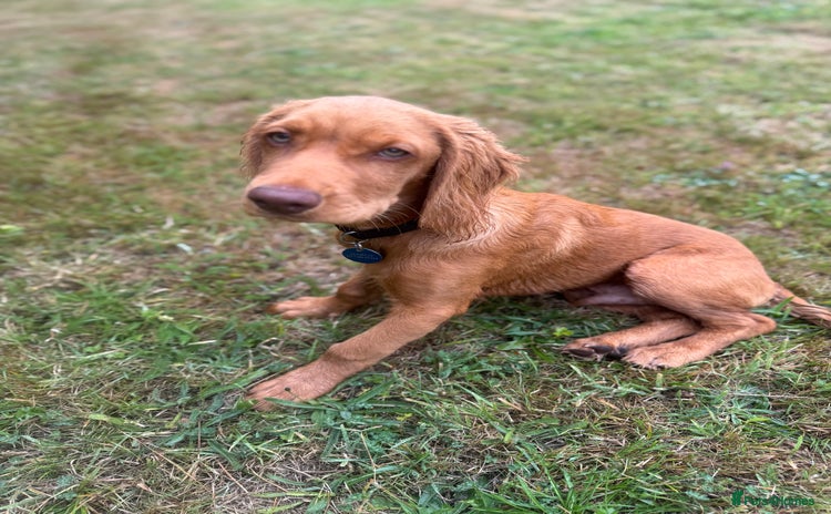 Cocker Spaniel dogs - Advert 1