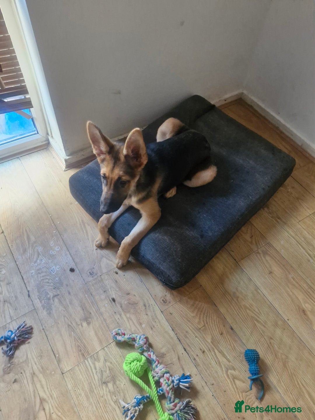 German Shepherd dogs for sale: German shepherd  - Advert 3