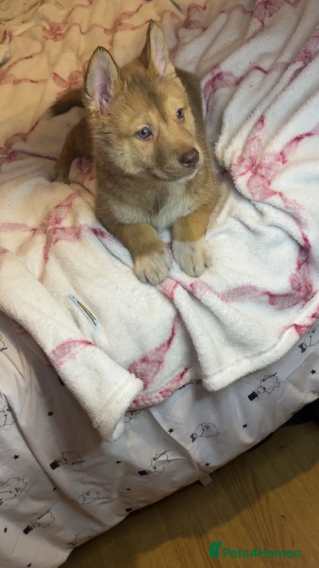 Siberian Husky dogs for sale: Siberian husky  - Advert 10