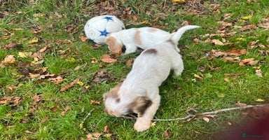 Cocker Spaniel dogs - Advert 3