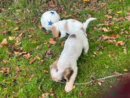 Cocker Spaniel dogs - Advert 3