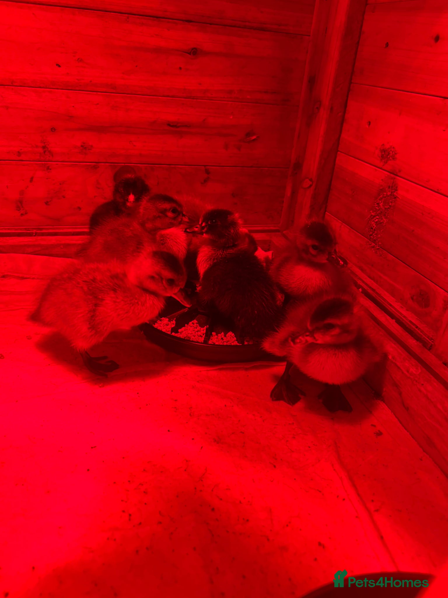 Mixed Breed poultry Ducklings and chicks  - Advert 13