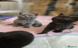 British Shorthair cats for sale: BSH kittens 💙🖤 - Image 7