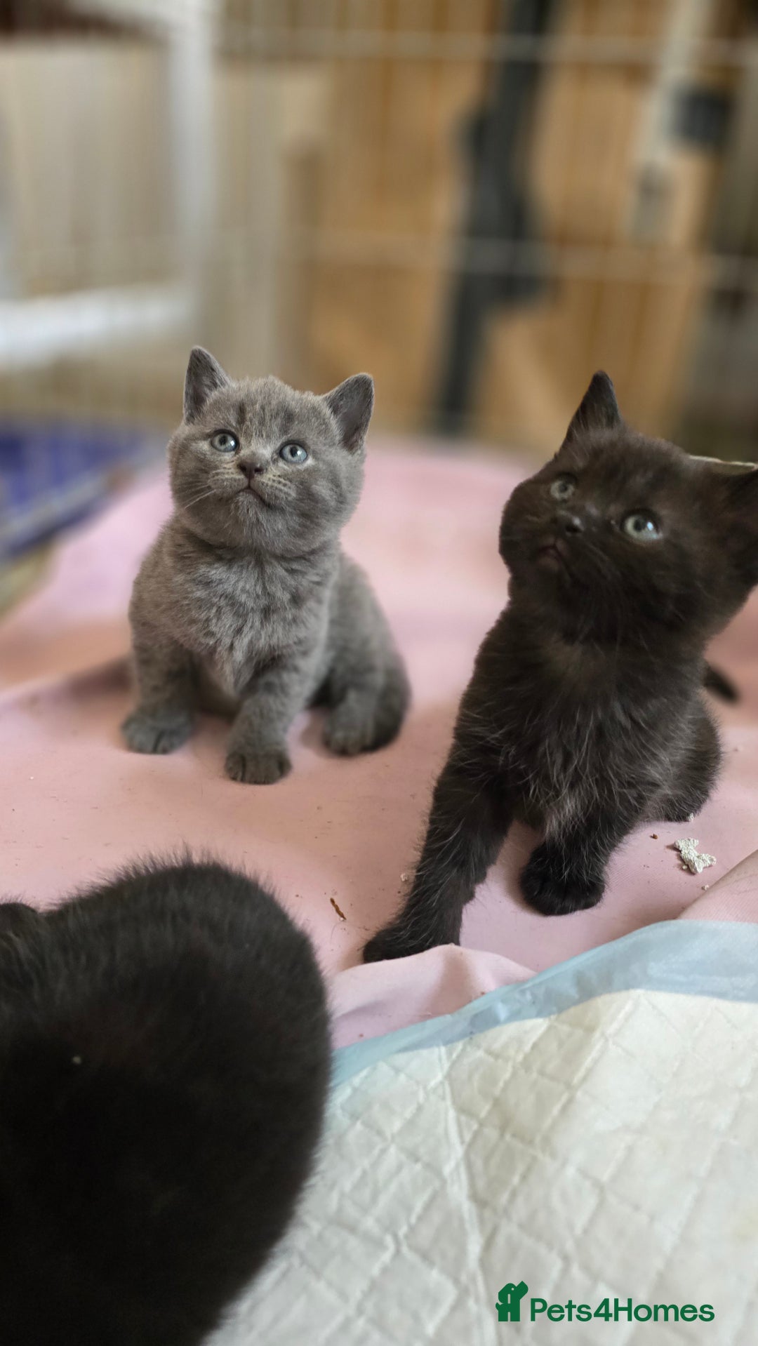 British Shorthair cats for sale: BSH kittens 💙🖤 - Image 7