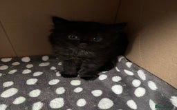 Bombay cats for sale: Bombay mix kittens  - Image 2