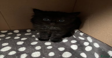 Bombay cats Bombay mix kittens  - Advert 13