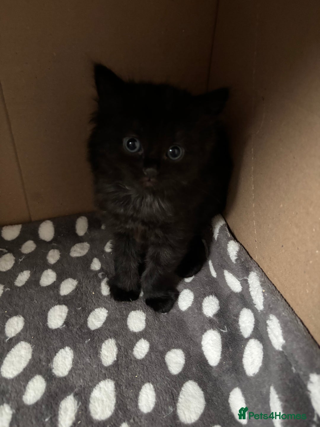 Bombay cats for sale: Bombay mix kittens  - Image 2