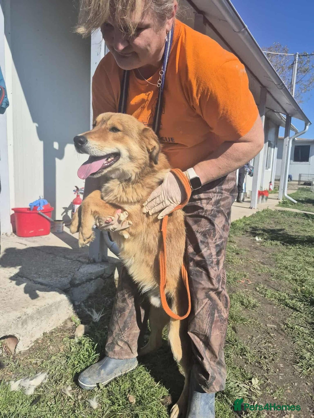 Mixed Breed dogs for adoption: Fox - Milton Keynes  - Advert 5