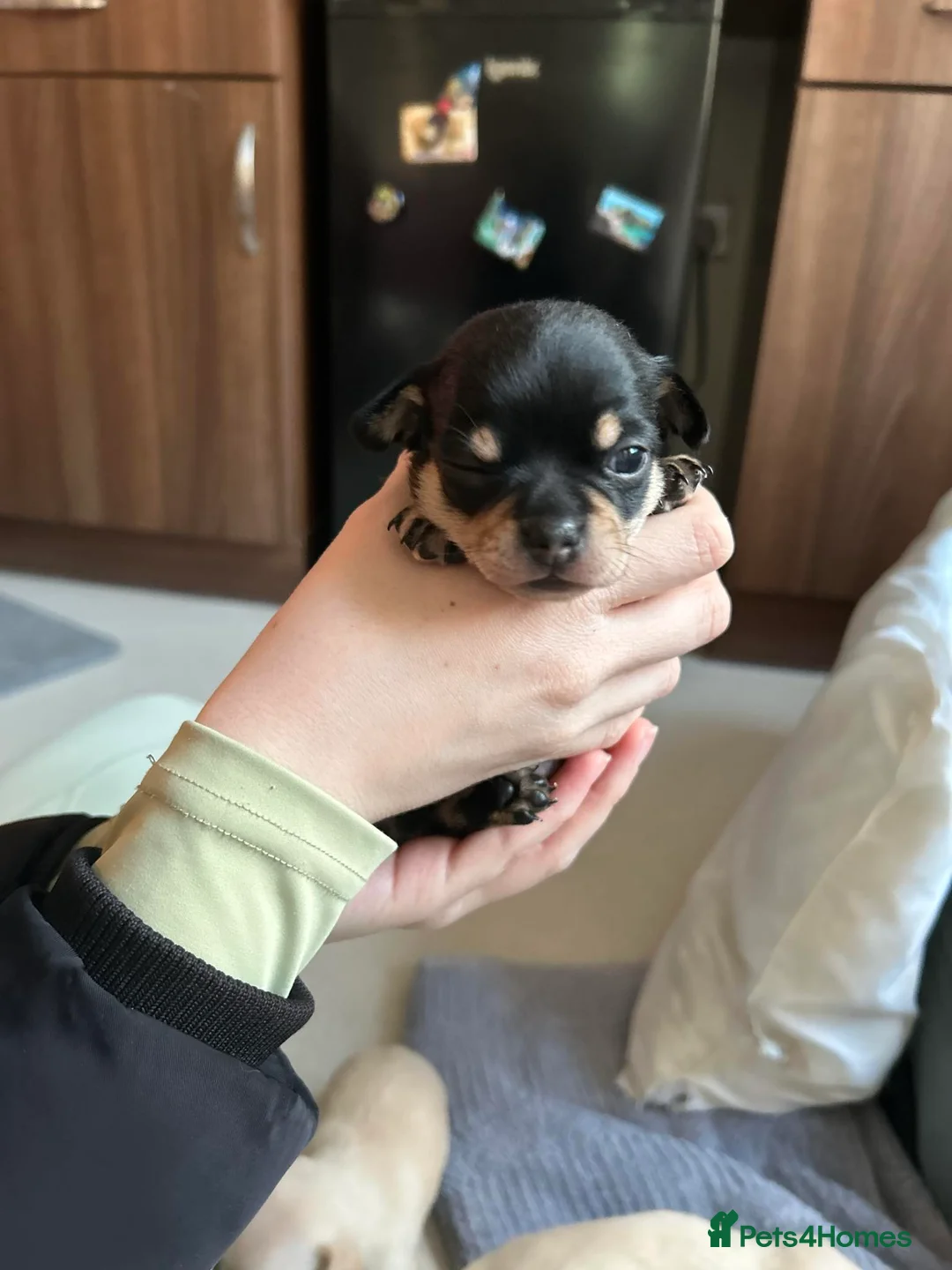 Chihuahua dogs for sale: Chihuahua puppies for sale  - Advert 2