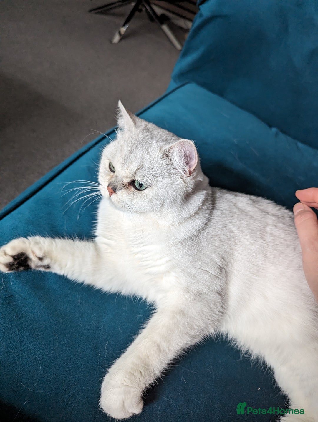 British Shorthair cats for stud:  For Stud, BSH White NS11 GCCF & TICA registred. in Telford - Advert 4