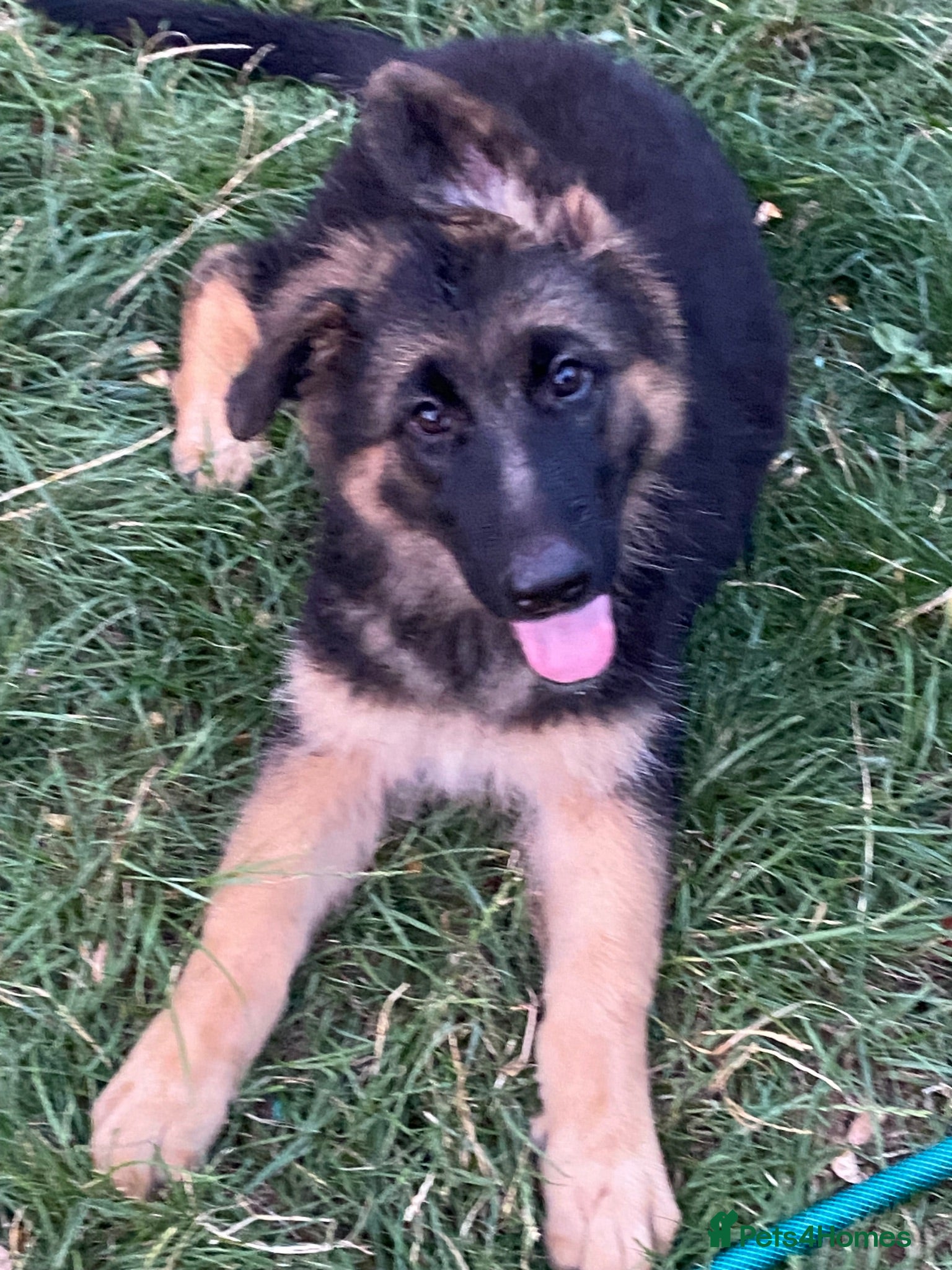 German Shepherd dogs German Shepherd puppies – Kennel Club registered - Advert 21