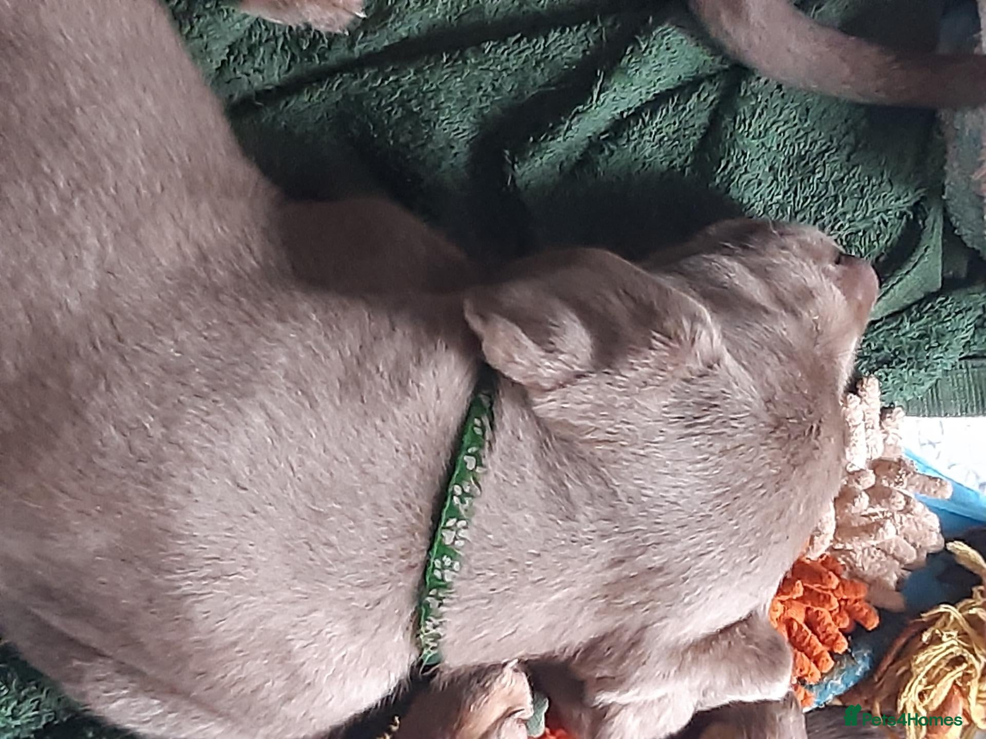 Labrador Retriever dogs Silver Labrador puppies for sale  - Advert 2