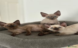 Devon Rex cats for sale: ❤️2 male Devon rex available 😻 - Image 15