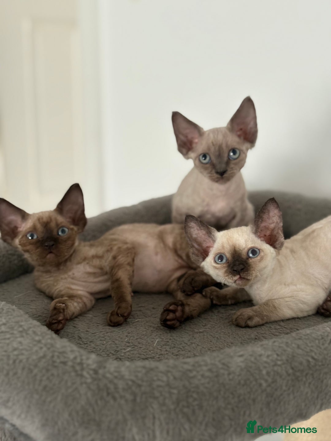Devon Rex cats for sale: ❤️2 male Devon rex available 😻 - Image 15