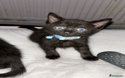 Maine Coon cats for sale: 4 main coon kittens  - Image 4