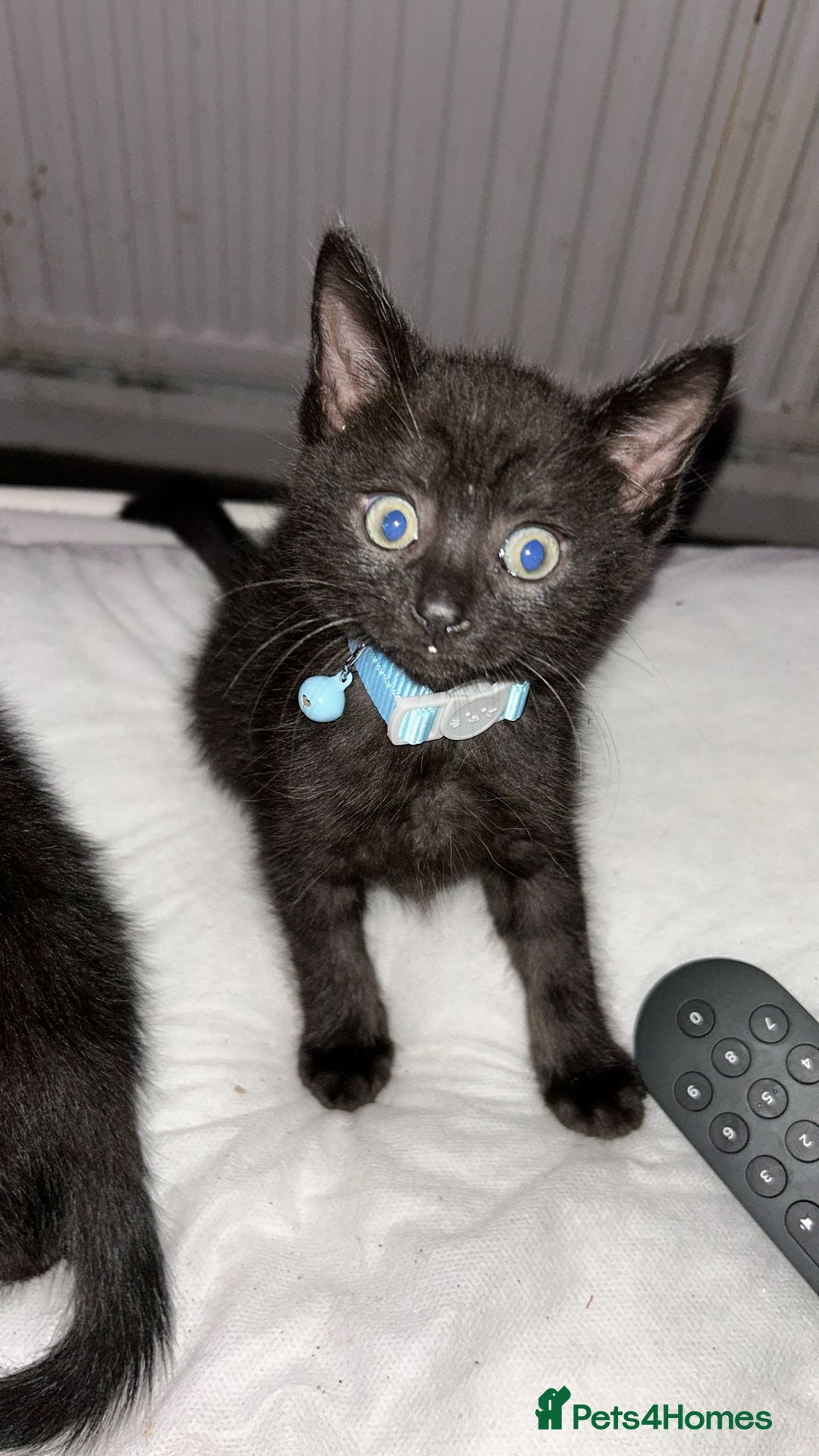 Maine Coon cats for sale: 4 main coon kittens  - Image 4