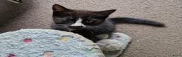 Mixed Breed cats for sale: Tobi and Poppy are looking for a new home - Advert 16