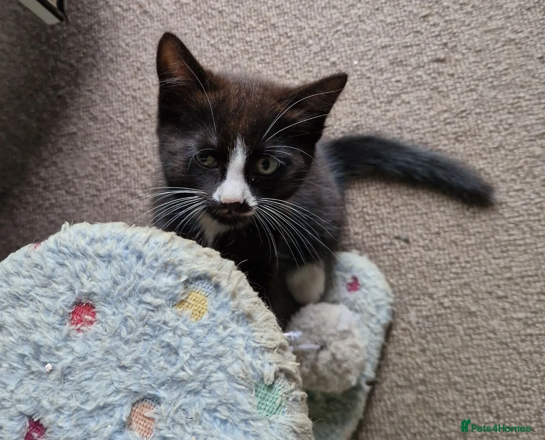 Mixed Breed cats for sale: Tobi and Poppy are looking for a new home - Advert 16