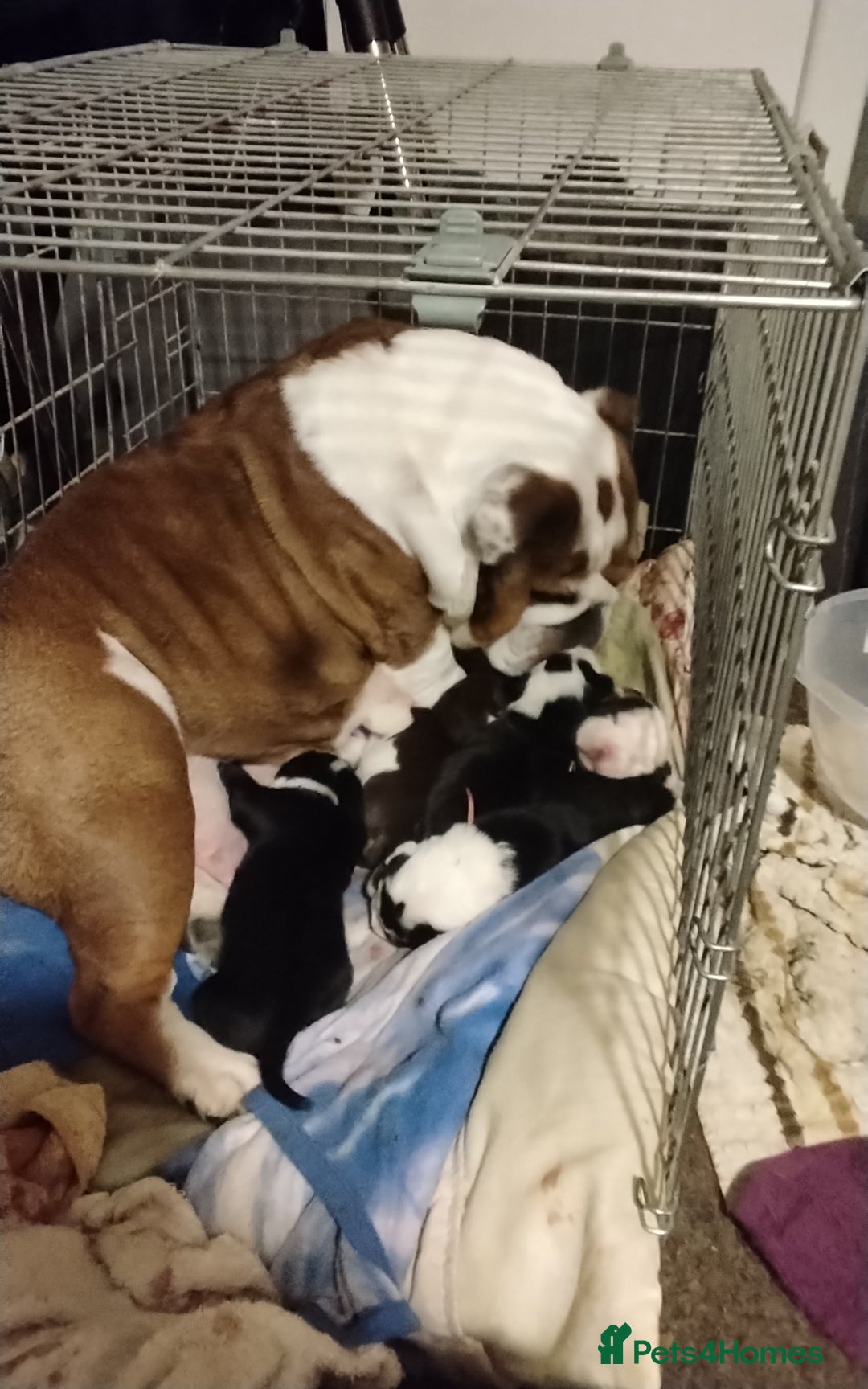Mixed Breed dogs for sale: English Bulldog  - Advert 8
