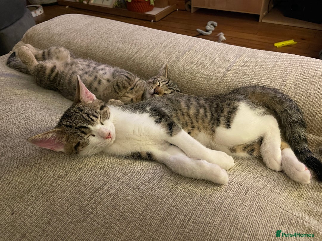 Mixed Breed cats for sale: Mixed Breed Kitten for sale - Image 5