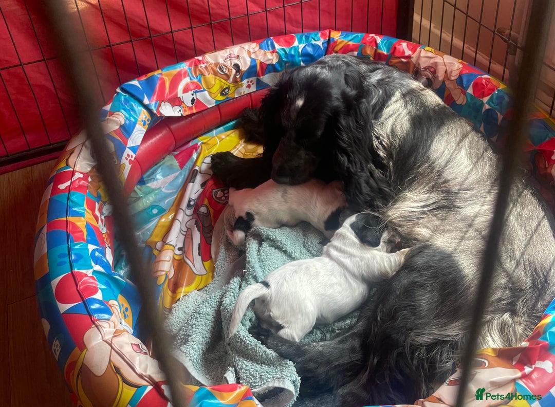 Cocker Spaniel dogs for sale:  2 Beautiful working cocker spaniel pups for sale. - Image 15