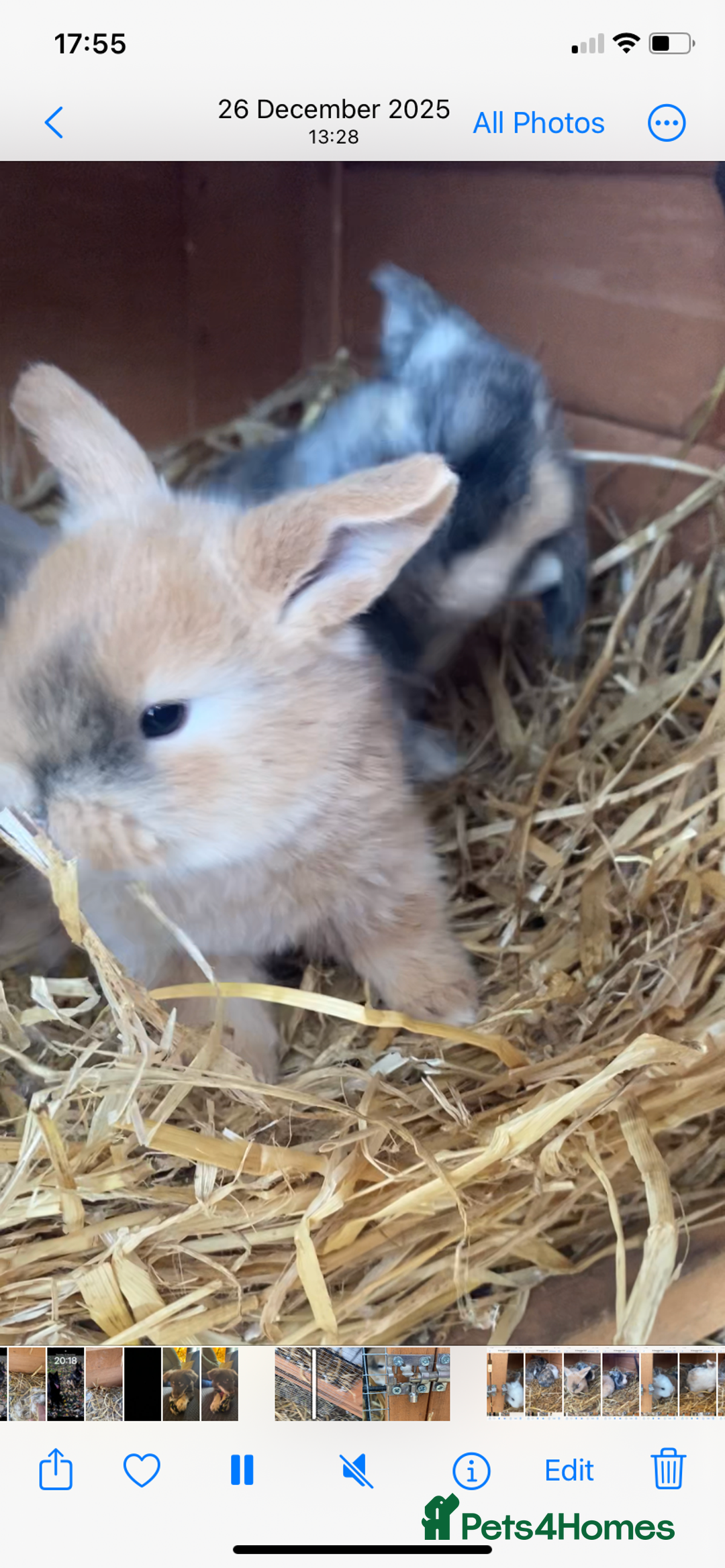 English Lop rabbits for sale: Baby bunnies - Advert 2