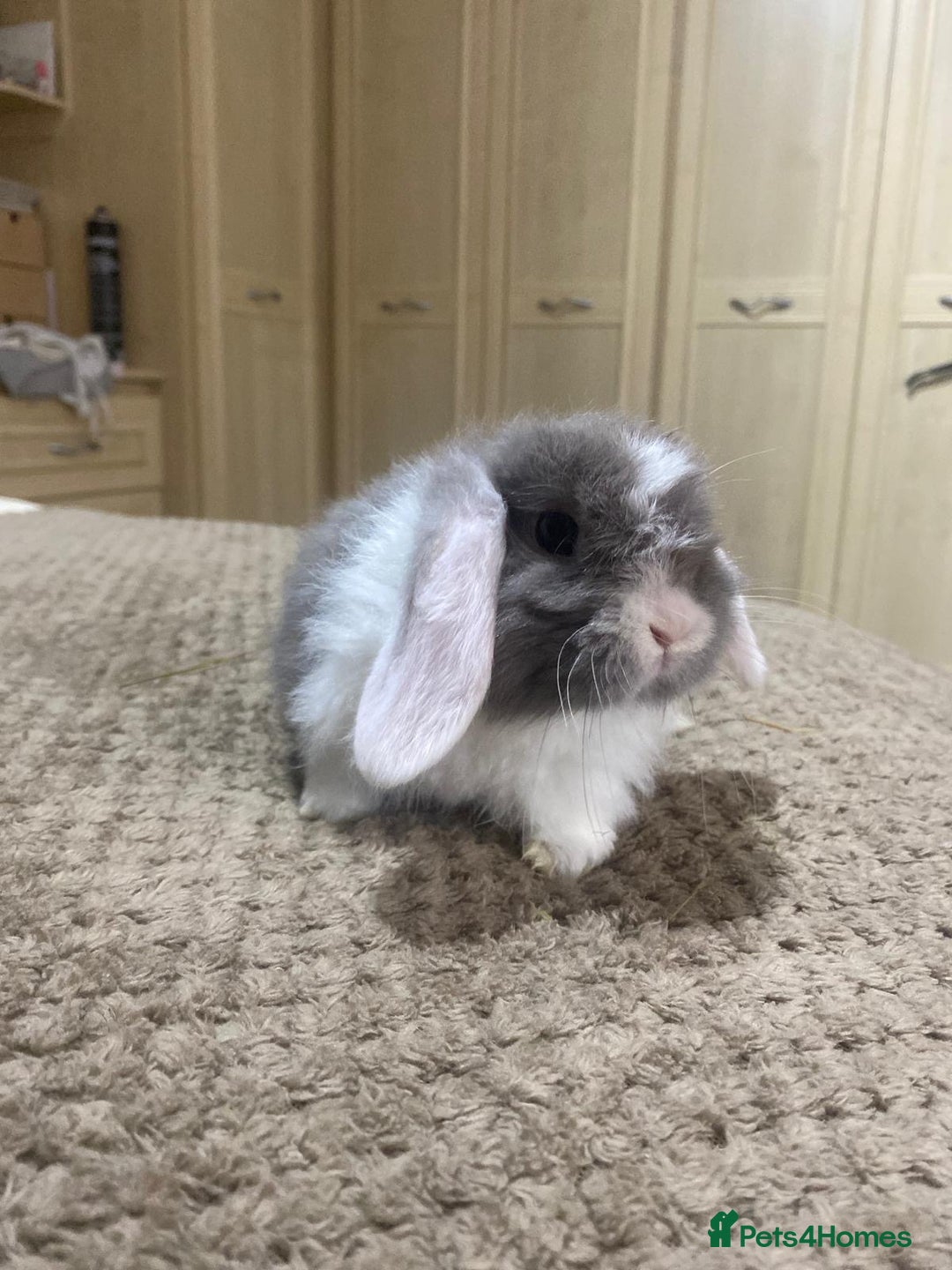 Mini Lop rabbits for sale: gorgeous friendly baby mini lops £75 - Advert 1