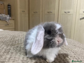 Mini Lop rabbits gorgeous friendly baby mini lops £75 - Advert 1