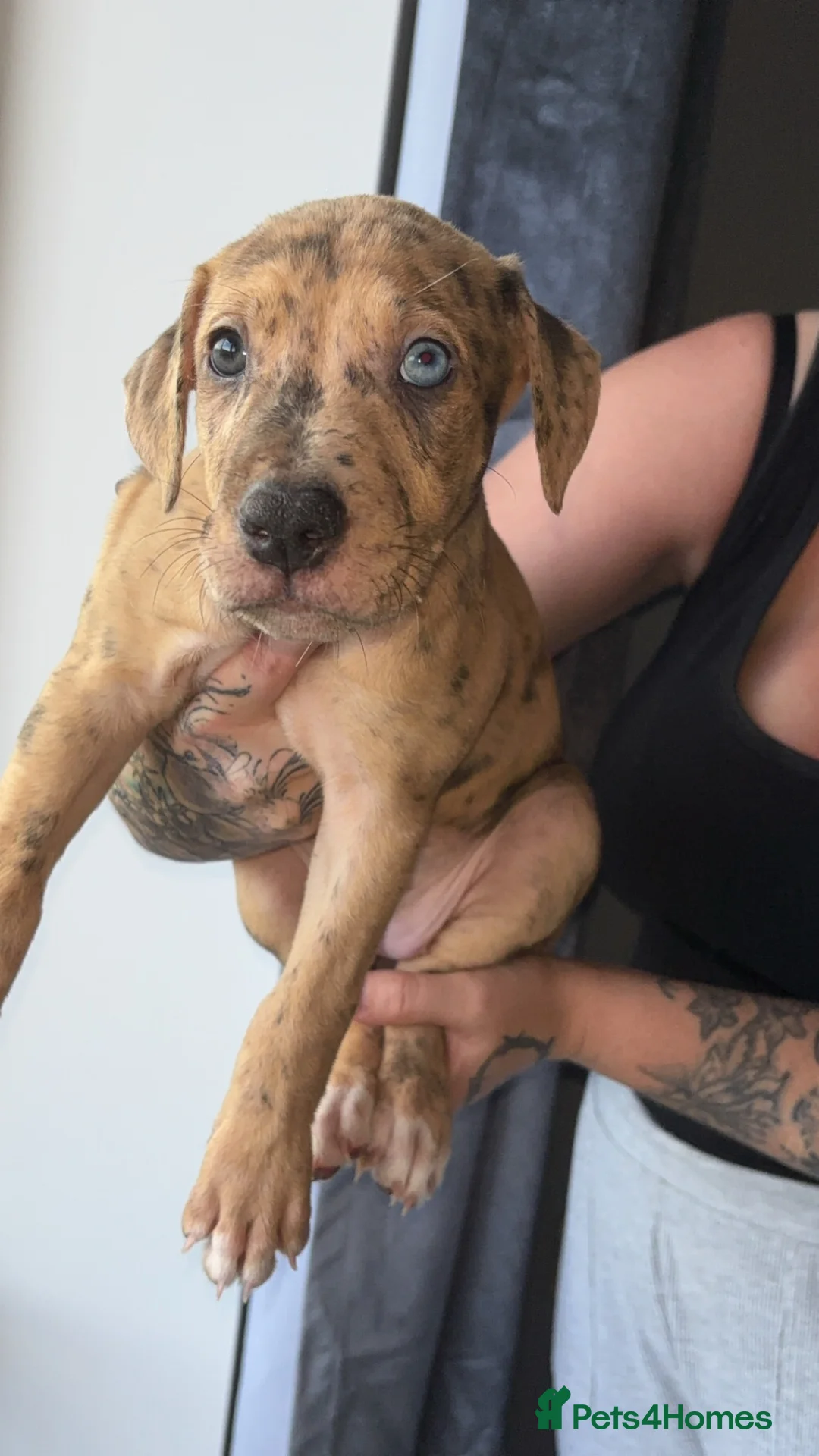 Mixed Breed dogs for sale: Bull lurchers  - Advert 2