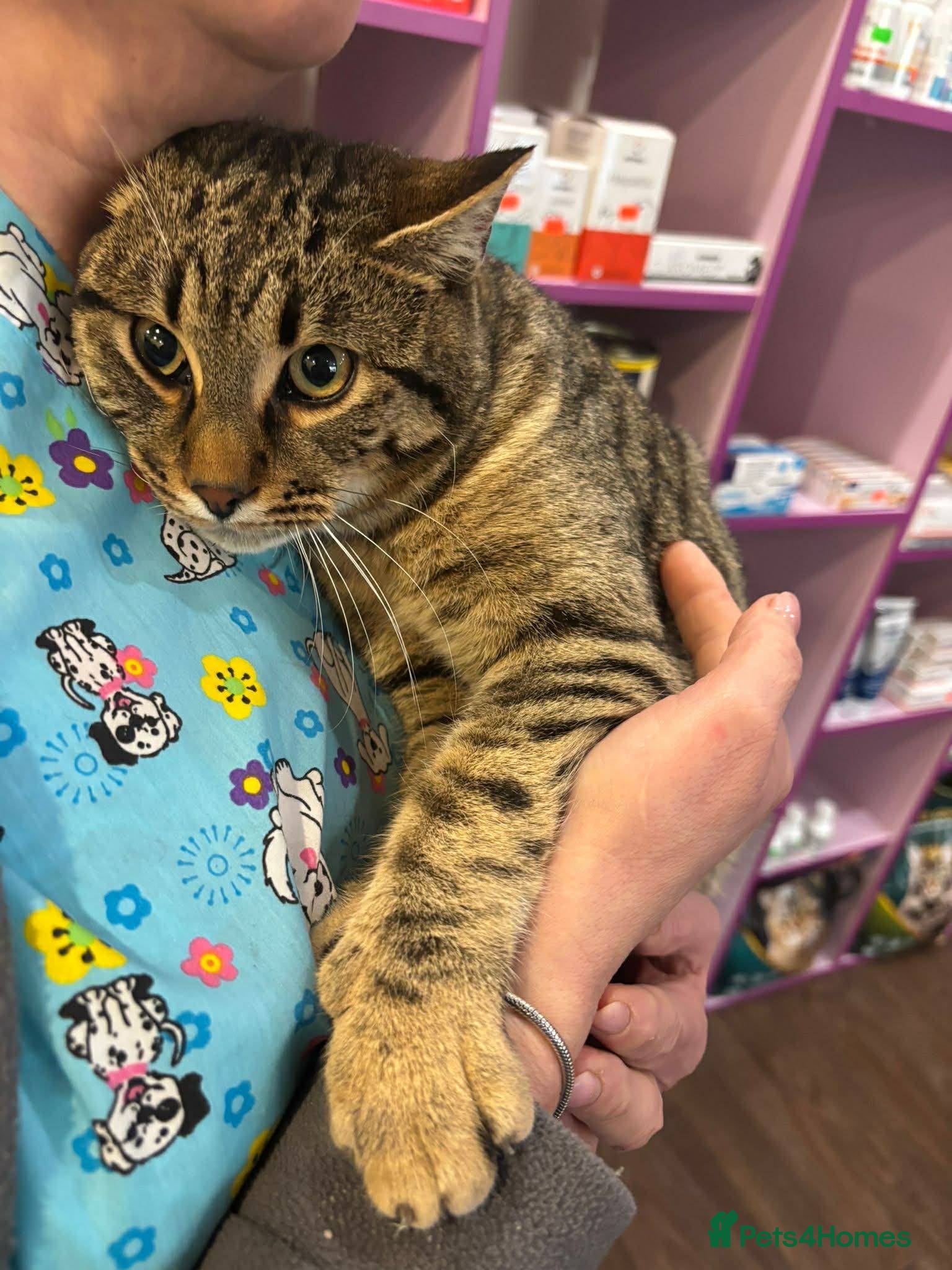 Mixed Breed cats Tiger for adoption - Advert 1