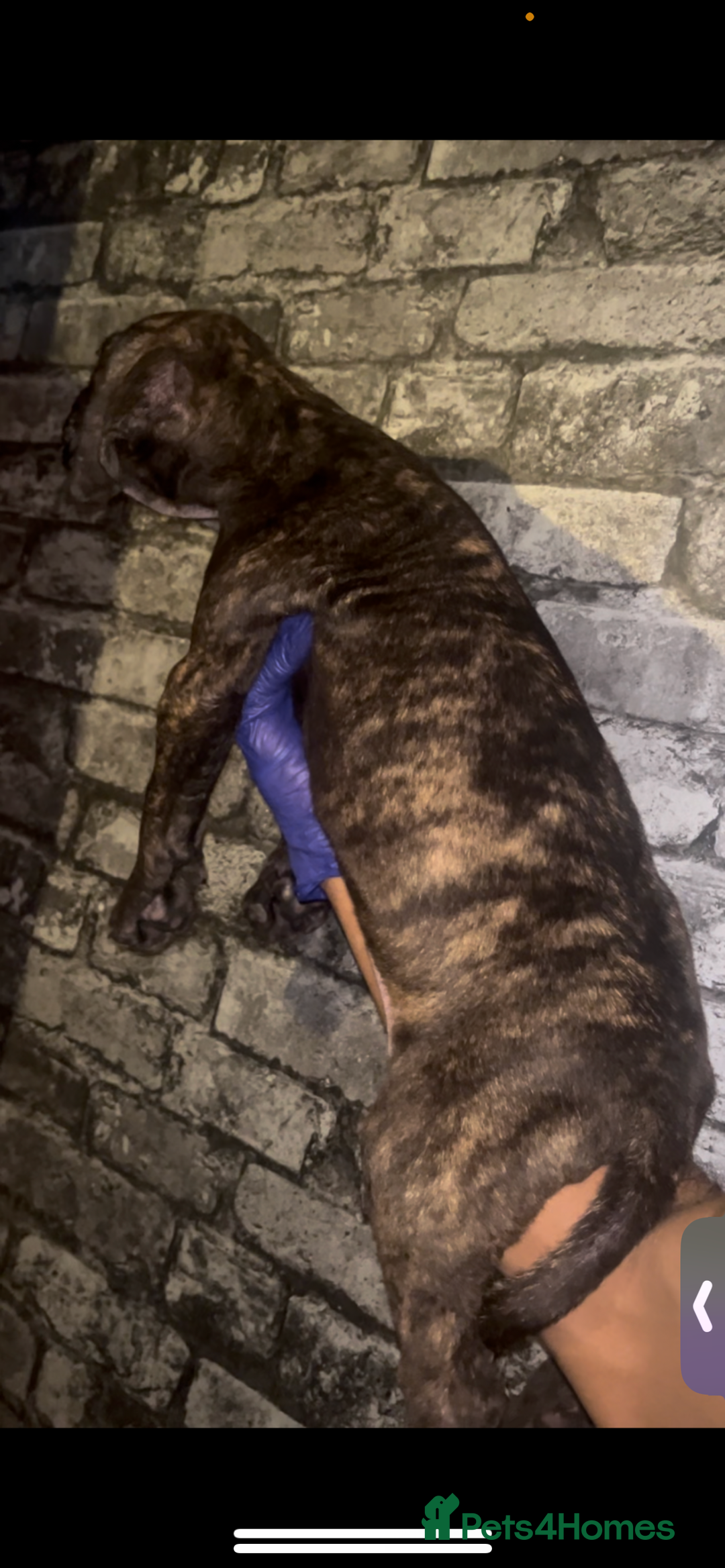 Presa Canario dogs for sale: Beautiful presa canario puppies!! - Advert 3
