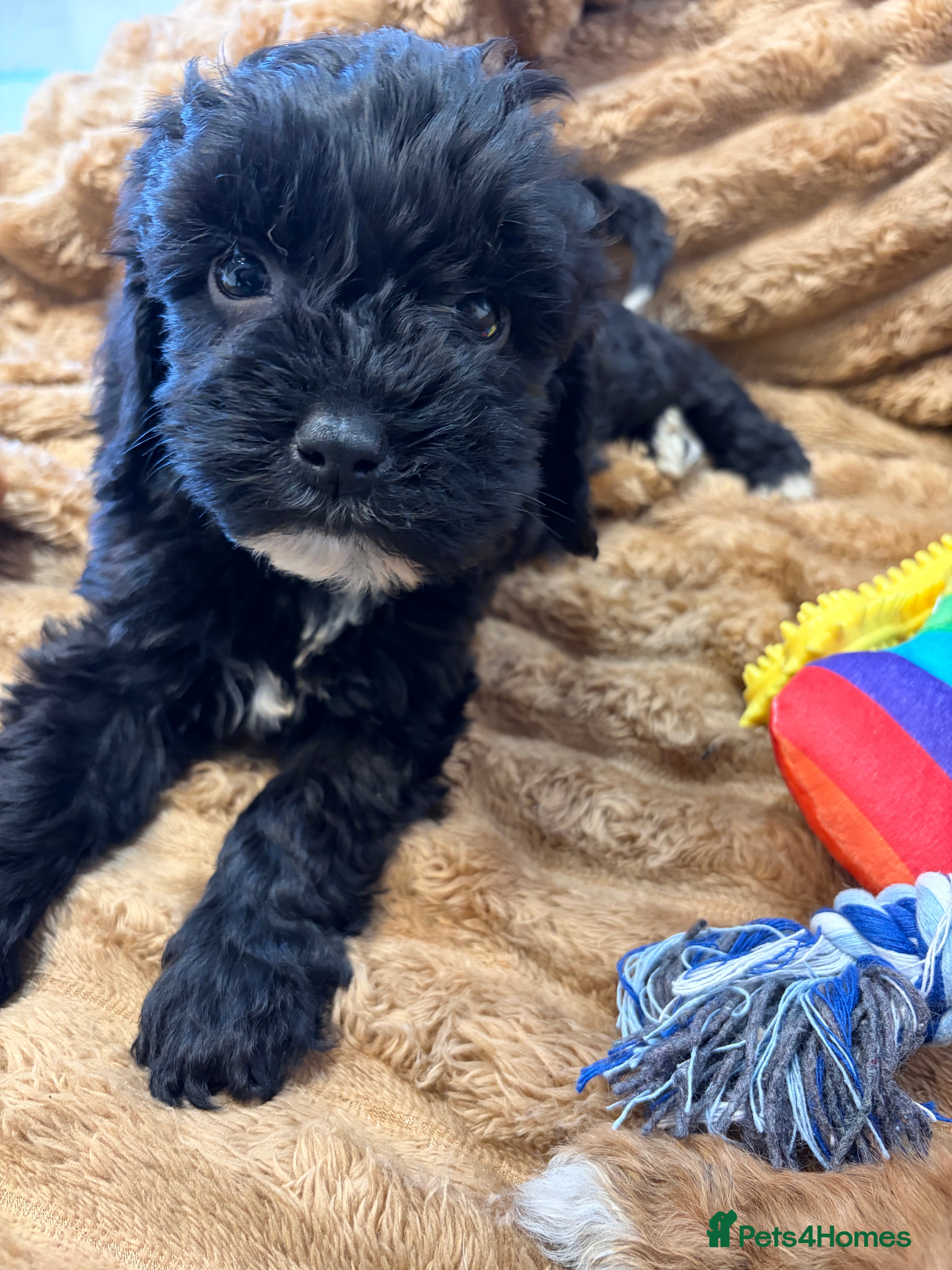 Cockapoo dogs 🐾STUNNING COCKERPOO F1 REGISTERED BREEDER🐾 - Advert 4