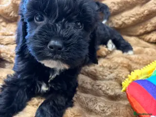 Cockapoo dogs 🐾STUNNING COCKERPOO F1 REGISTERED BREEDER🐾 - Advert 4