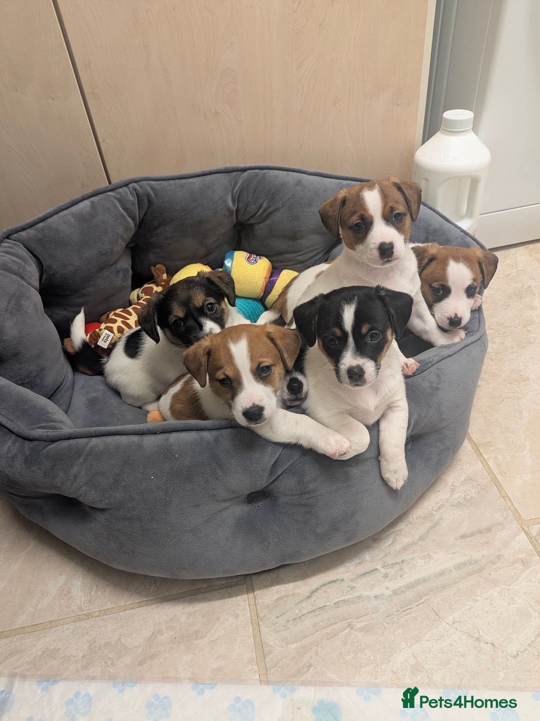 Jack Russell dogs for sale: Beautiful Jack Russell puppies  - Advert 9