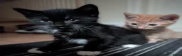 British Shorthair cats for sale: Rehoming our beloved 12 weeks old kittens - Advert 6