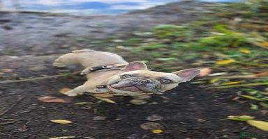 French Bulldog dogs - Advert 10